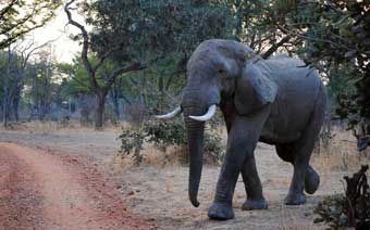 elefánt Zambia
